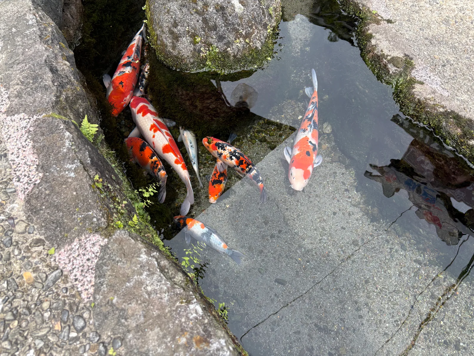 鯉の泳ぐまち